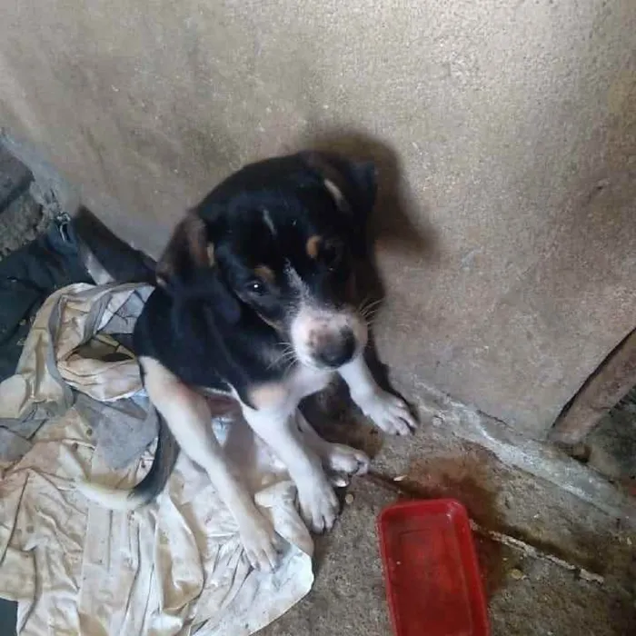 Cachorro ra a SRD idade 2 a 6 meses nome Bella