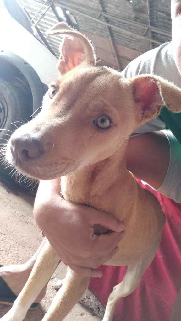 Cachorro ra a Pit Bull idade 2 a 6 meses nome Jhony