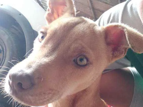 Cachorro ra a Pit Bull idade 2 a 6 meses nome Jhony