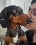 Cachorro raça Dashchund  idade 4 anos nome Spike 