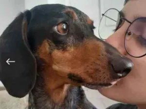Cachorro raça Dashchund  idade 4 anos nome Spike 