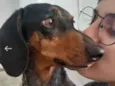 Cachorro raça Dashchund  idade 4 anos nome Spike 