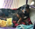 Cachorro raça Dashchund  idade 4 anos nome Spike 