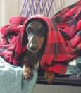Cachorro raça Dashchund  idade 4 anos nome Spike 