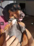 Cachorro raça Dashchund  idade 4 anos nome Spike 