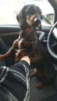 Cachorro raça Dashchund  idade 4 anos nome Spike 