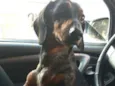 Cachorro raça Dashchund  idade 4 anos nome Spike 