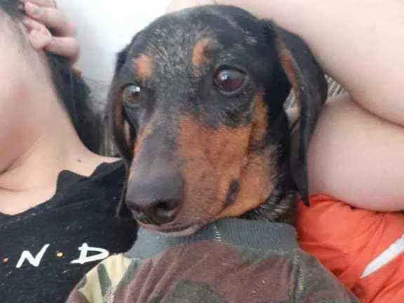 Cachorro raça Dashchund  idade 4 anos nome Spike 