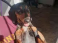 Cachorro raça Dashchund  idade 4 anos nome Spike 