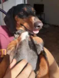 Cachorro raça Dashchund  idade 4 anos nome Spike 