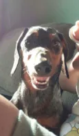 Cachorro raça Dashchund  idade 4 anos nome Spike 