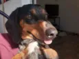 Cachorro raça Dashchund  idade 4 anos nome Spike 