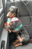 Cachorro raça Dashchund  idade 4 anos nome Spike 