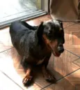 Cachorro raça Dashchund  idade 4 anos nome Spike 