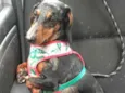 Cachorro raça Dashchund  idade 4 anos nome Spike 