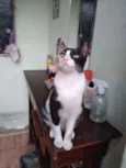 Piper