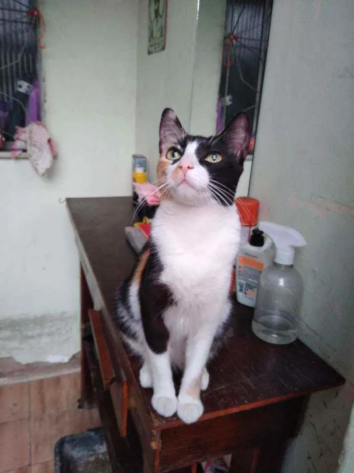 Gato raça  idade 1 ano nome Piper