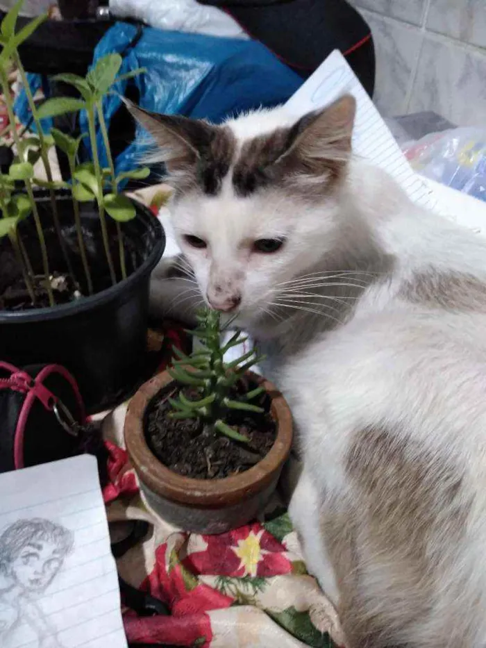 Gato raça  idade  nome Max