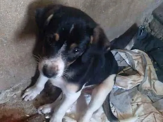 Cachorro ra a SRD idade 2 a 6 meses nome Bella