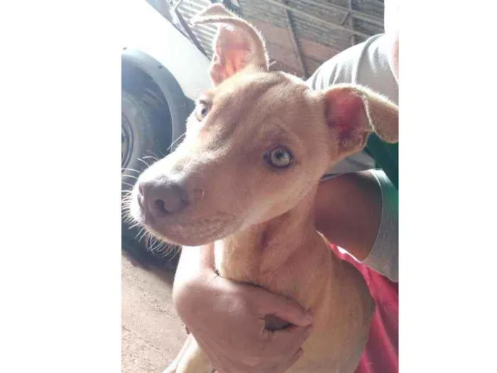 Cachorro ra a Pit Bull idade 2 a 6 meses nome Jhony