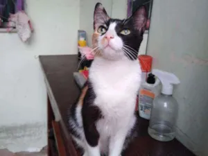 Gato raça  idade 1 ano nome Piper