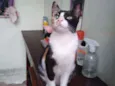Piper