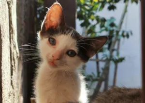Gato raça Sem Raça Definida idade 2 a 6 meses nome FELIX