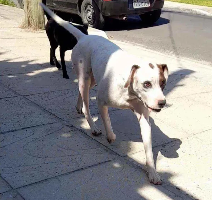 Cachorro ra a Srd idade 2 anos nome bulita, branca 