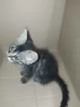 Mia