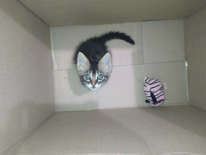Gato ra a Sem raça idade Abaixo de 2 meses nome Mia