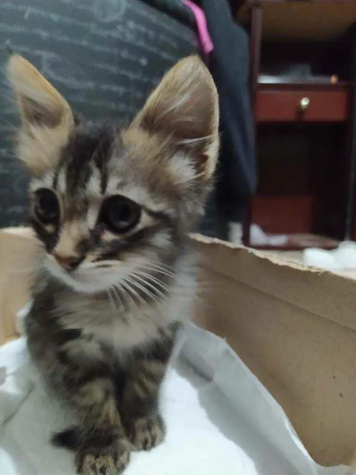 Gato ra a Sem raça idade Abaixo de 2 meses nome Mia