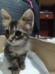 Mia