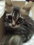 Mia