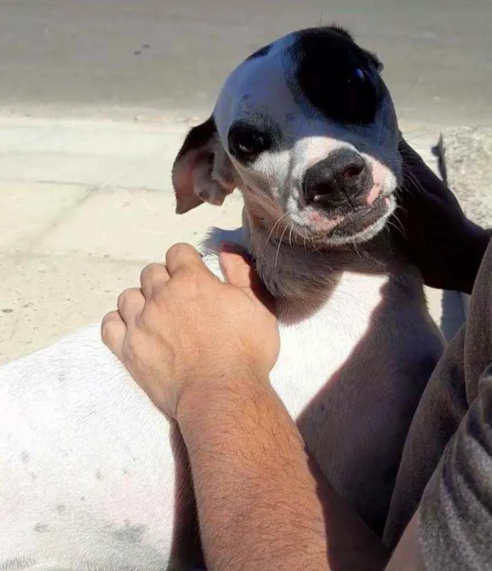 Cachorro ra a Srd idade 2 anos nome bulita, branca 