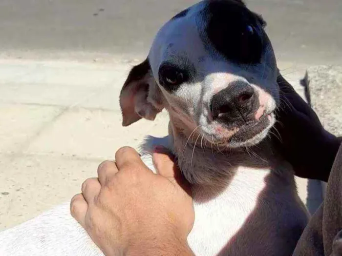 Cachorro ra a Srd idade 2 anos nome bulita, branca 