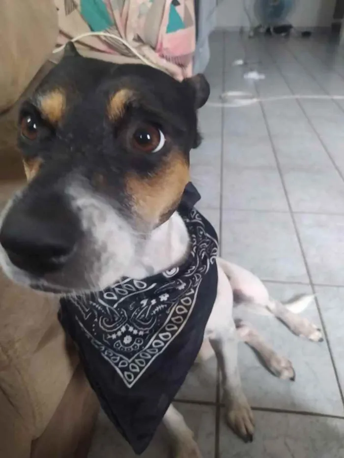 Cachorro raça Sem raça definida idade 2 anos nome Clarice