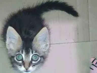 Gato ra a Sem raça idade Abaixo de 2 meses nome Mia