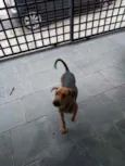 Cachorro raça SDR idade 1 ano nome Freedy