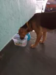 Cachorro raça SDR idade 1 ano nome Freedy