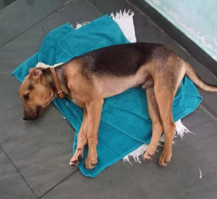 Cachorro raça SDR idade 1 ano nome Freedy