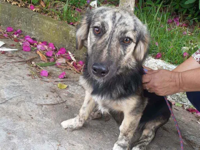 Cachorro raça  idade 7 a 11 meses nome Frederico 