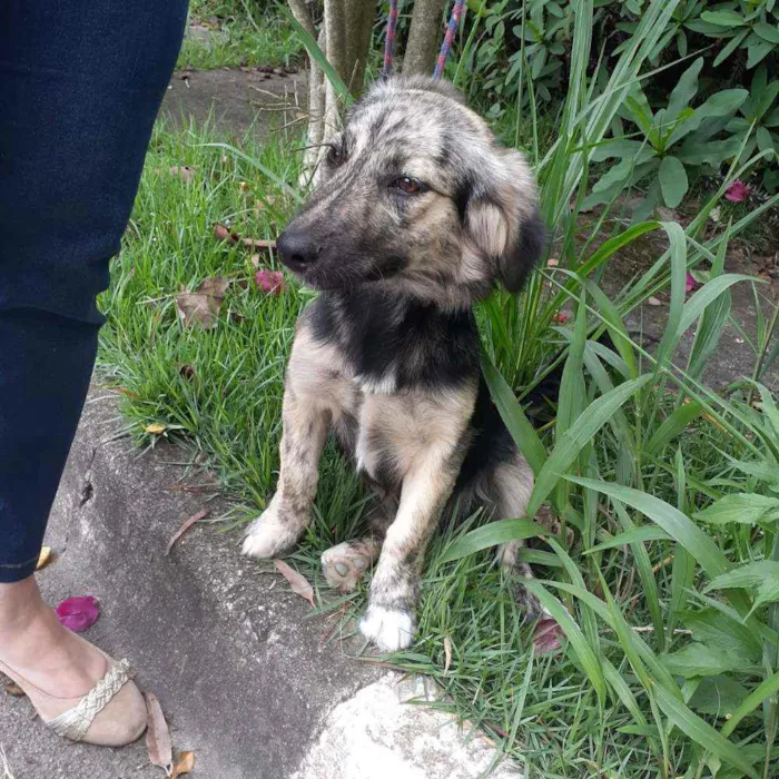 Cachorro raça  idade 7 a 11 meses nome Frederico 