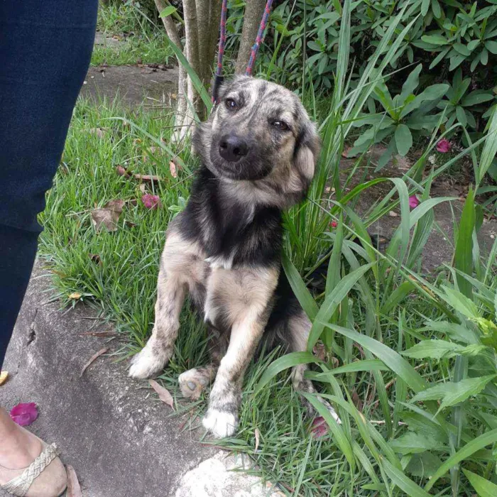 Cachorro raça  idade 7 a 11 meses nome Frederico 