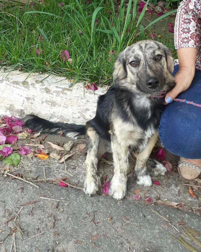 Cachorro raça  idade 7 a 11 meses nome Frederico 