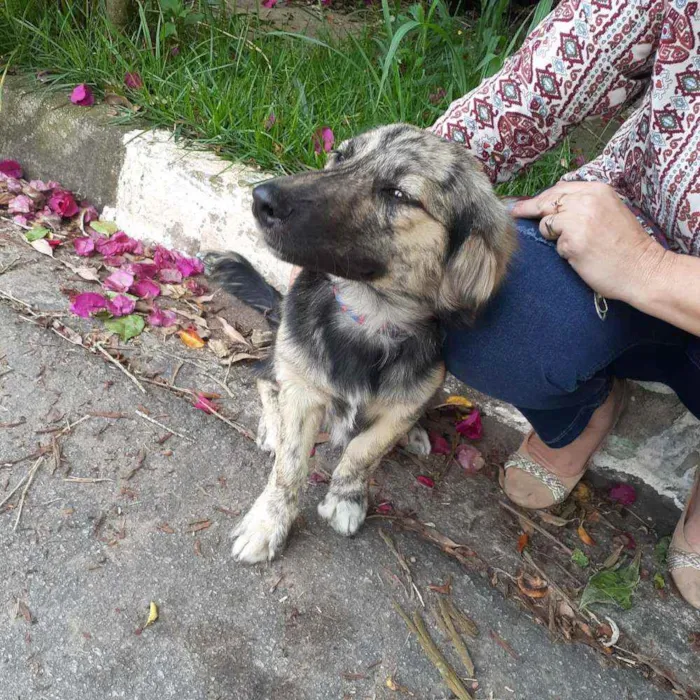 Cachorro raça  idade 7 a 11 meses nome Frederico 