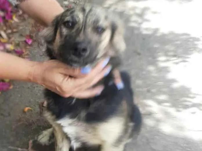 Cachorro raça  idade 7 a 11 meses nome Frederico 