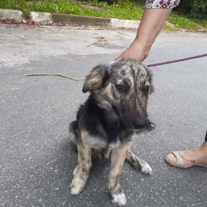 Cachorro raça  idade 7 a 11 meses nome Frederico 