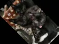 Gatinhos fofinhos