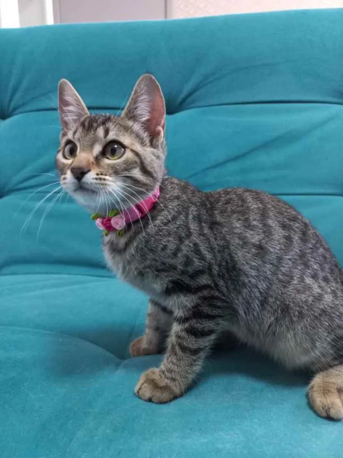 Gato ra a SRD idade 2 a 6 meses nome Clara