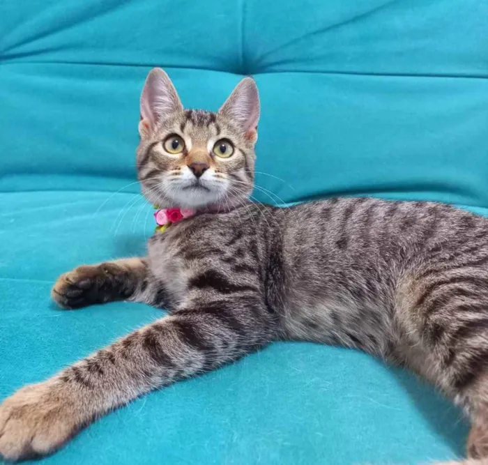 Gato ra a SRD idade 2 a 6 meses nome Clara